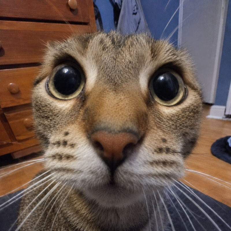 Trilly the cat staring into the camera